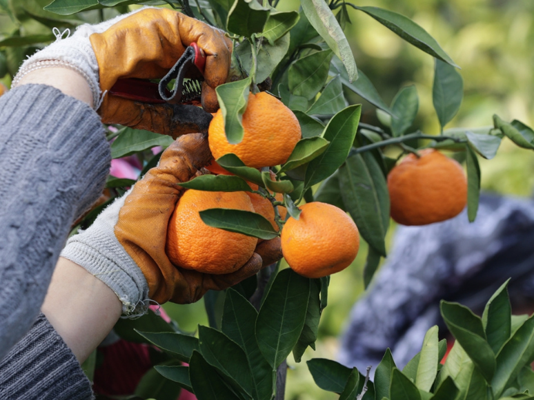 Türkiye'den 72 Ülkeye Mandalina İhracatı