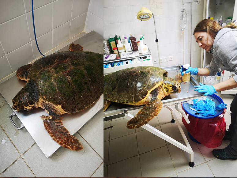 İzmir'de Yaralı Bulunan Caretta Caretta Tedaviye Alındı