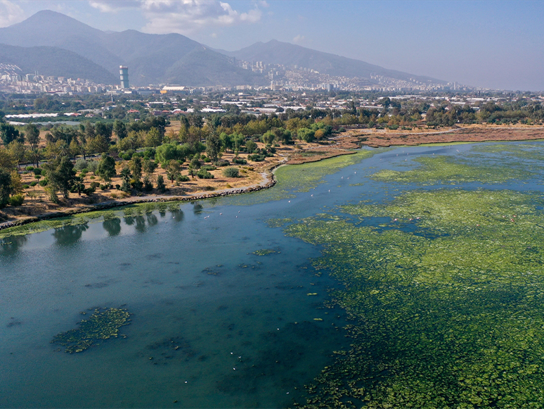 Kirlilikten Beslenen Deniz Marulu, İzmir Körfezi'nde Yayılıyor