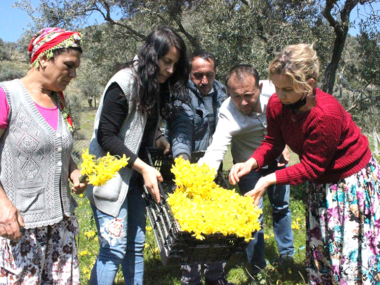 Bayındır'da Nergis Hasadı Yapıldı