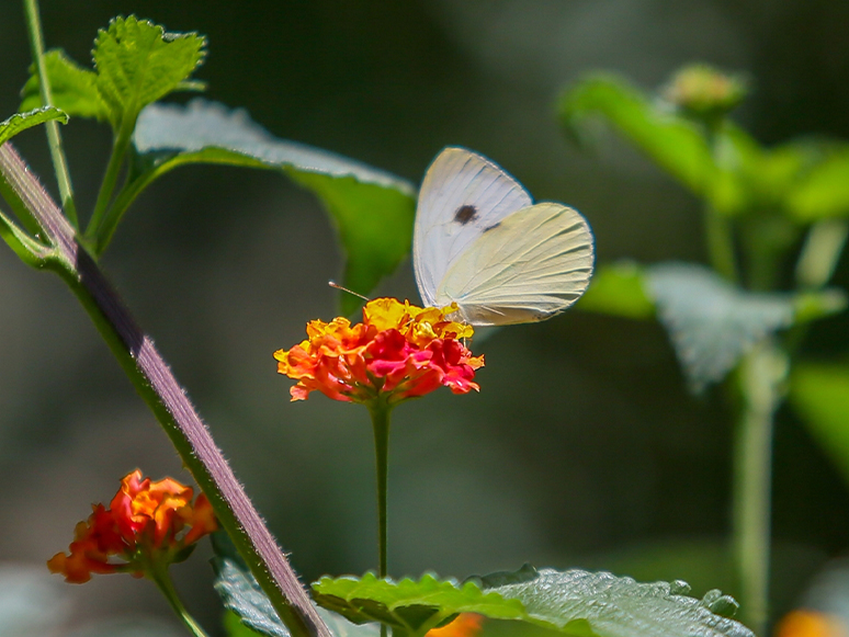 İzmir Botanik Bahçesinde Kelebekler