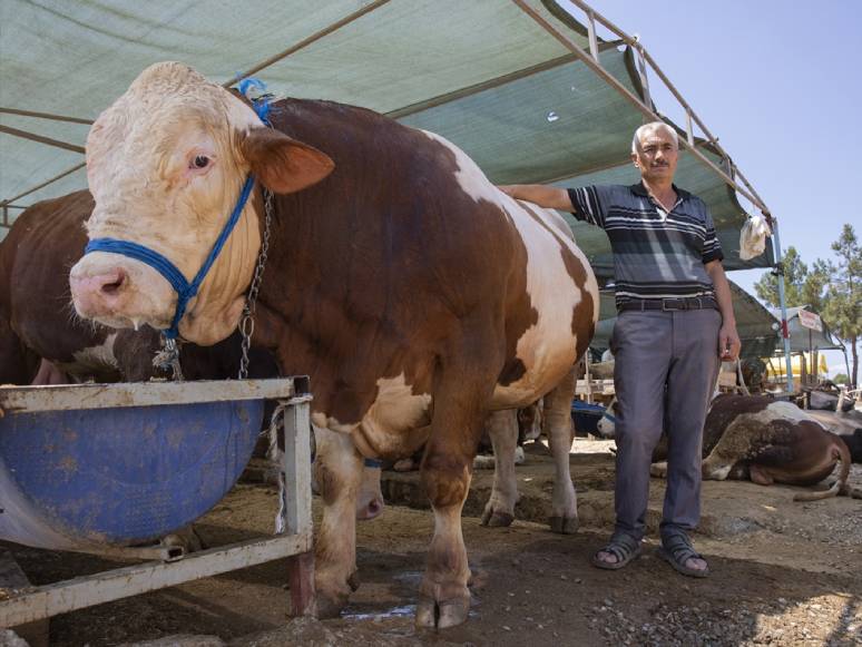 Kurbanlık Polat, 32 Bin Liraya Alıcı Buldu