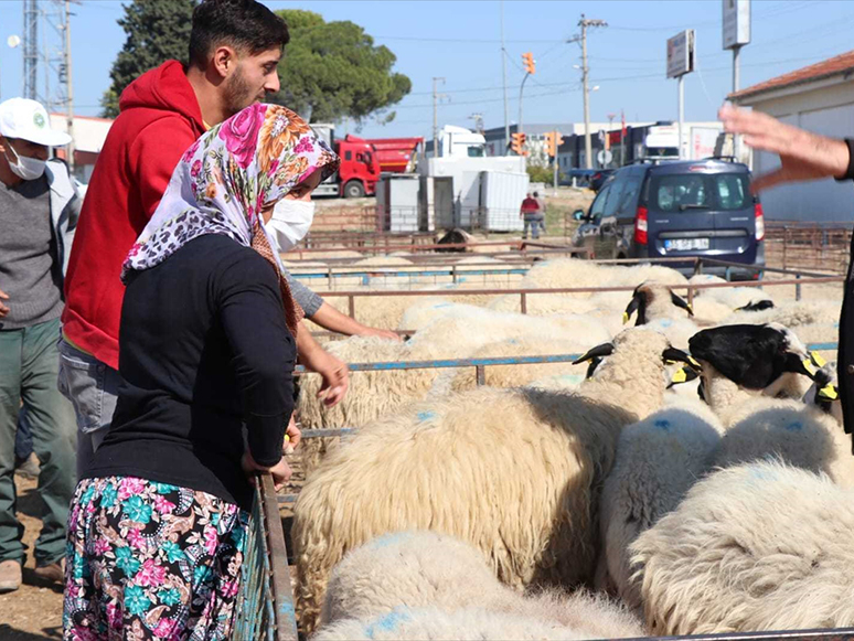 İzmir'de Üreticilere Hibe Edilen 4 Bin 800 Küçükbaş Hayvanın Dağıtımına Başlandı